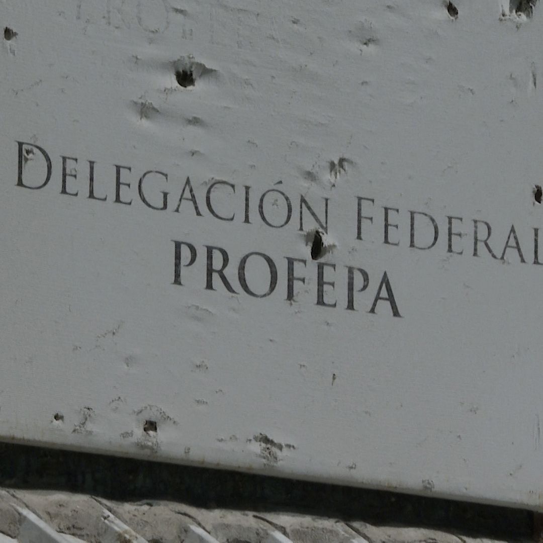 PROFEPA Desmiente Aseguramiento de Pantera Reportada en Lerdo, Durango